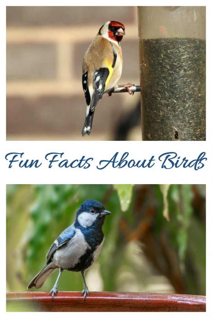 Go Birding Day Fun Facts, Birding Activities and Times to Find Birds