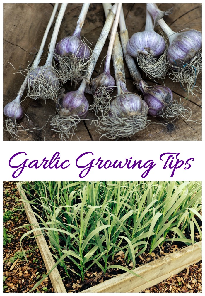 A photo of garlic in a garden, and bulbs of garlic with roots attached with a text overlay reading "garlic growing tips".