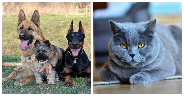 A collage of pets for National Pet Day, the photo on the left is of three dogs, while the photo on the right is of a grey cat.
