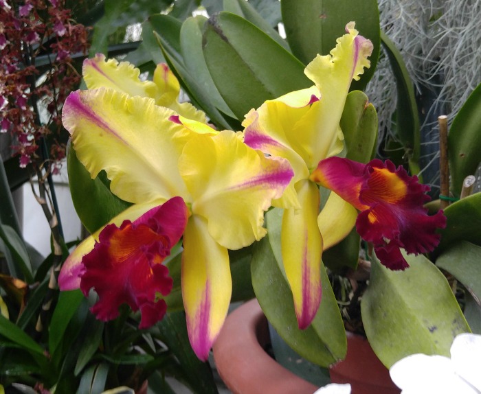 Yellow and red orchid