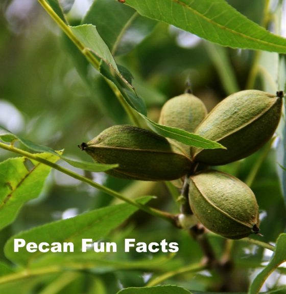 National Pecan Day April 14 Fun Facts and Recipes for This Tasty Nut