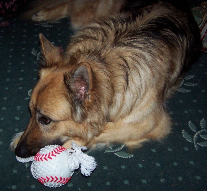 A German shepherd laying on a green rug next to a baseball themed dog toy.