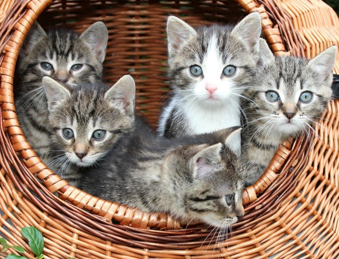 A wicker basket of cuddly kittens peering out.