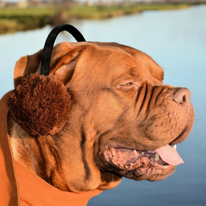 Dog wearing earmuffs