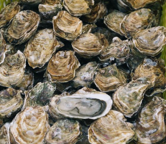 Oyster Belt Buckle