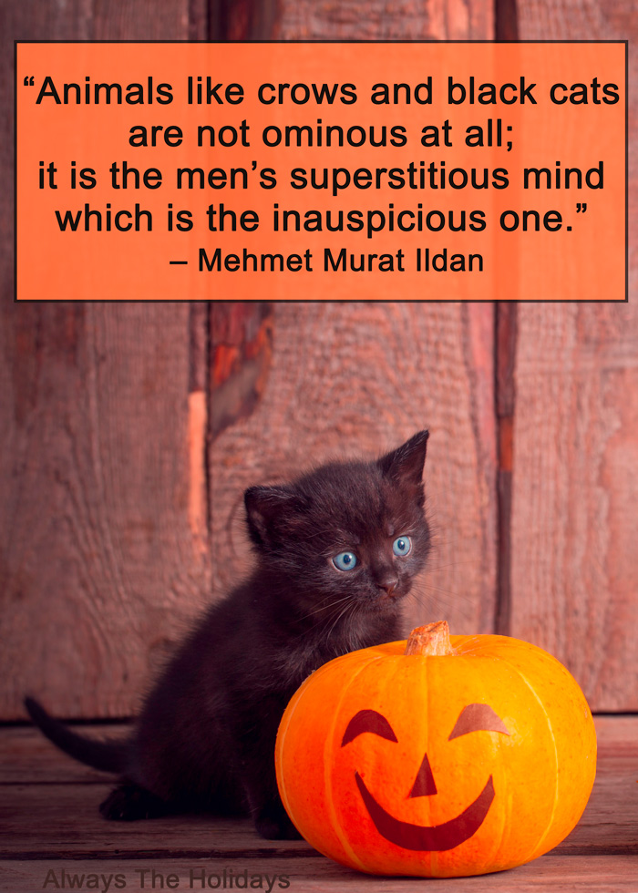 A black kitten playing with a decorated Halloween pumpkin with a Halloween cat quote overlay.