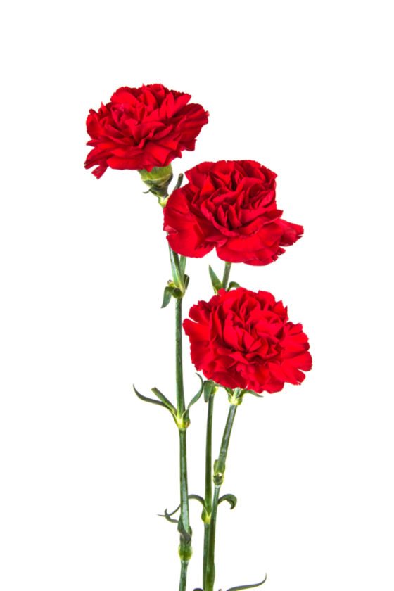 National Carnation Day Facts About Carnations and History of the Day
