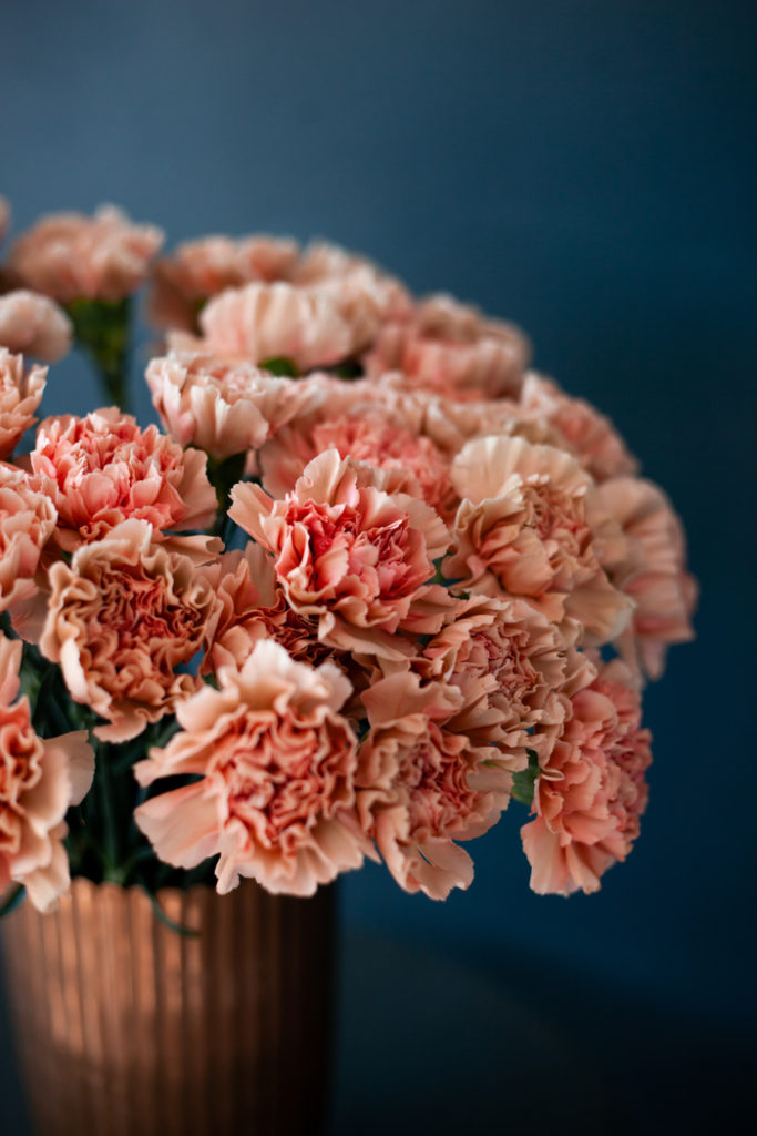 National Carnation Day Facts About Carnations and History of the Day