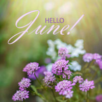 Flowers in the sun with words Hello JUne.