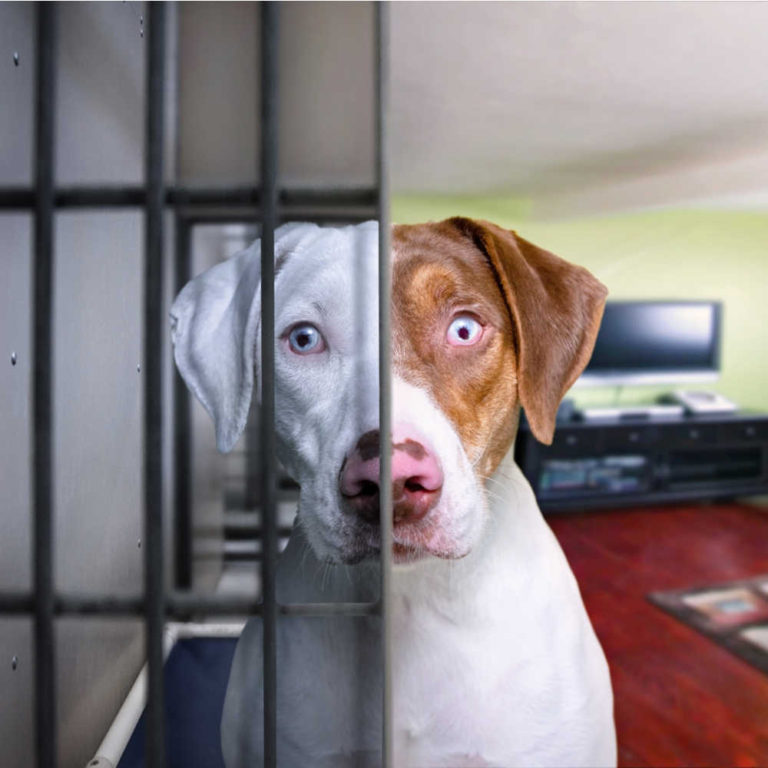 A dog in a living room with bars across half of his face, so he looks like a shelter dog on one side of the photo, and an adopted dog on the other side of the photo as a symbol of adopting shelter pets on National Rescue Dog Day.