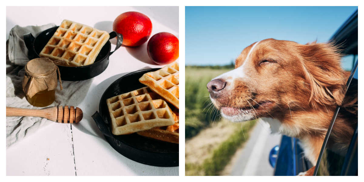 Waffles with fixins and dog in car collage.