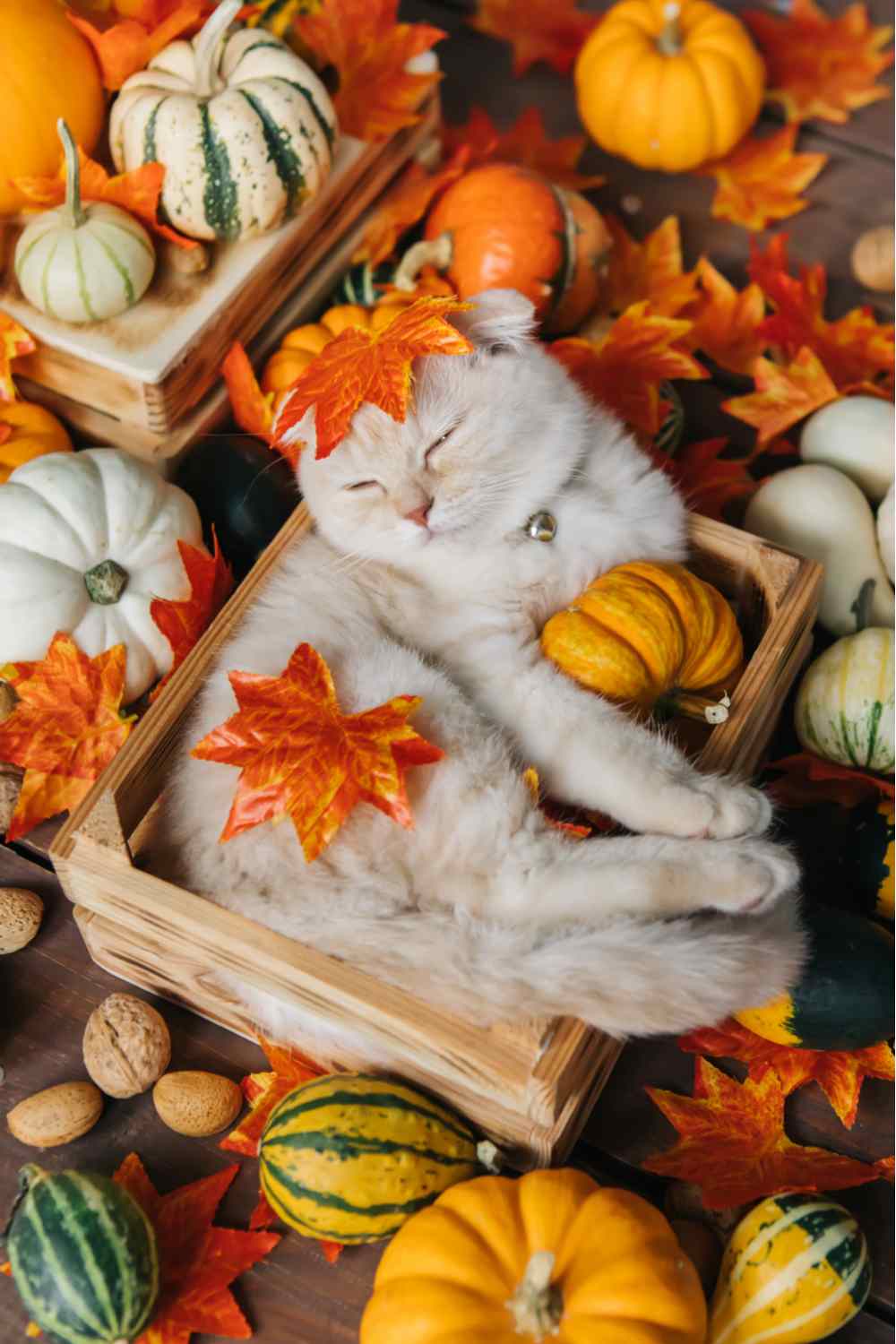 A happy white halloween cat in a wooden box surrounded by pumpkins and leaves.