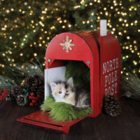 Cute kitten in a Christmas mailbox with letters.