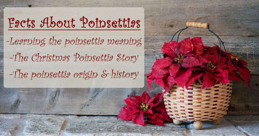 A woven basket of poinsettias against a grey slate background with a text overlay that says "facts about poinsettias learn the poinsettia meaning, Christmas poinsettia story, and poinsettia origin".