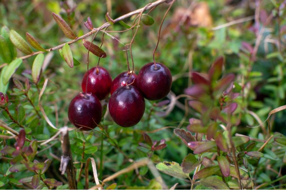 25+ Cranberry Facts Interesting History, Trivia & Facts About Cranberries