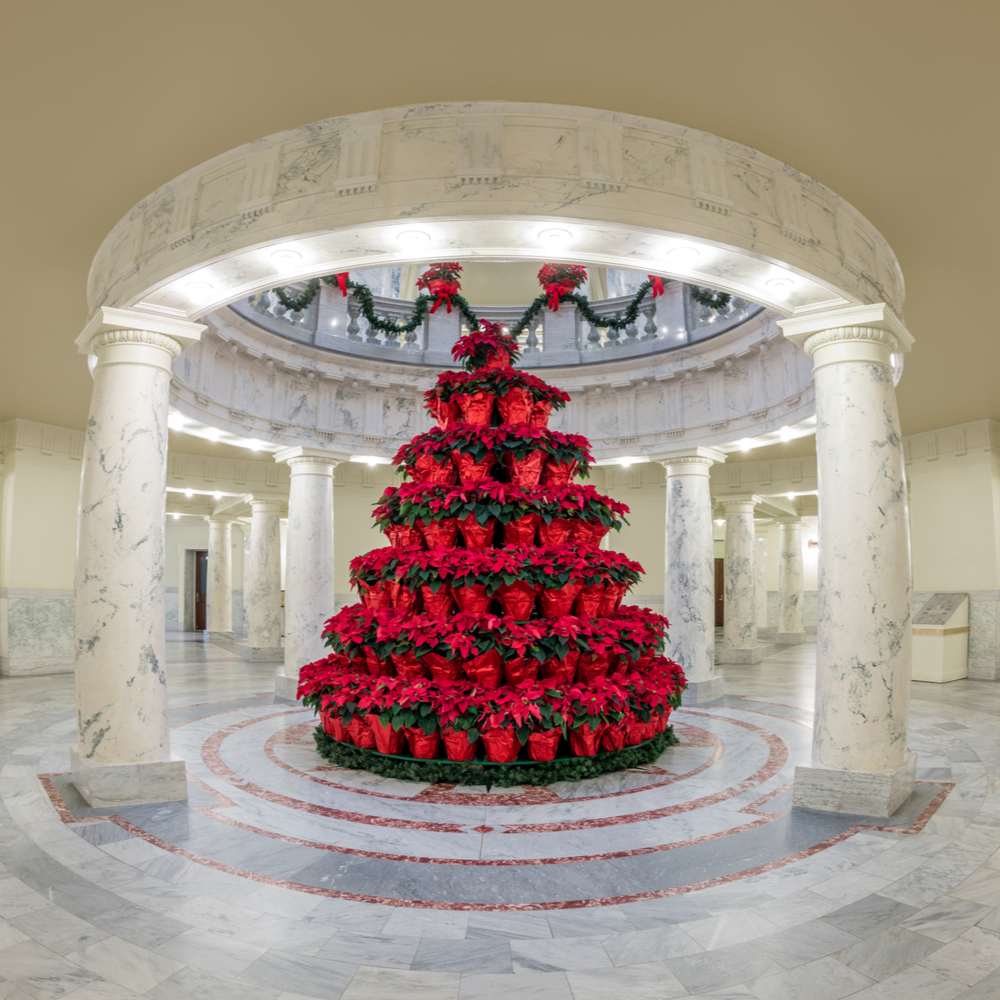 Many poinsettia plants arranged to look like a Christmas tree in a large entryway for National Poinsettia Day.
