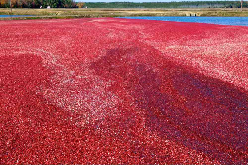 A cranberry bog filled with water and cranberries to answer the question "where do cranberries grow?"