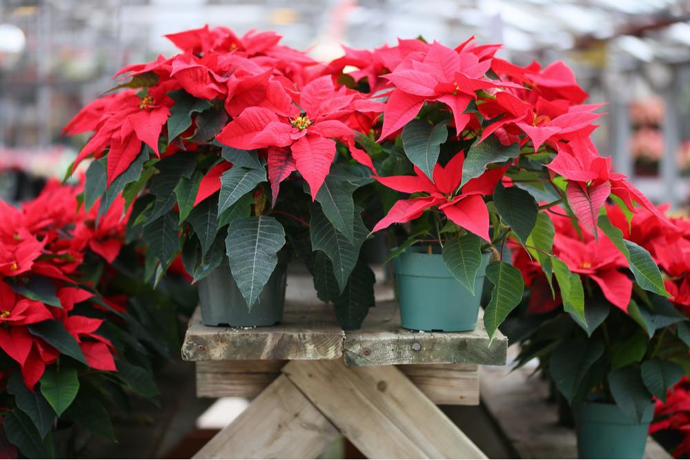 Several pointsettia plants on a picnic table at Christmas to highlight the question "why are poinsettias so popular at Christmas?".