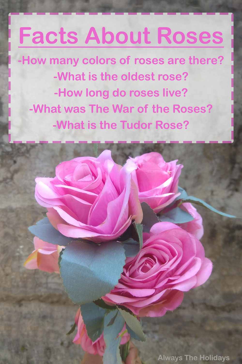A bouquet of pink roses against a cement wall with a text overlay with questions and facts about roses.