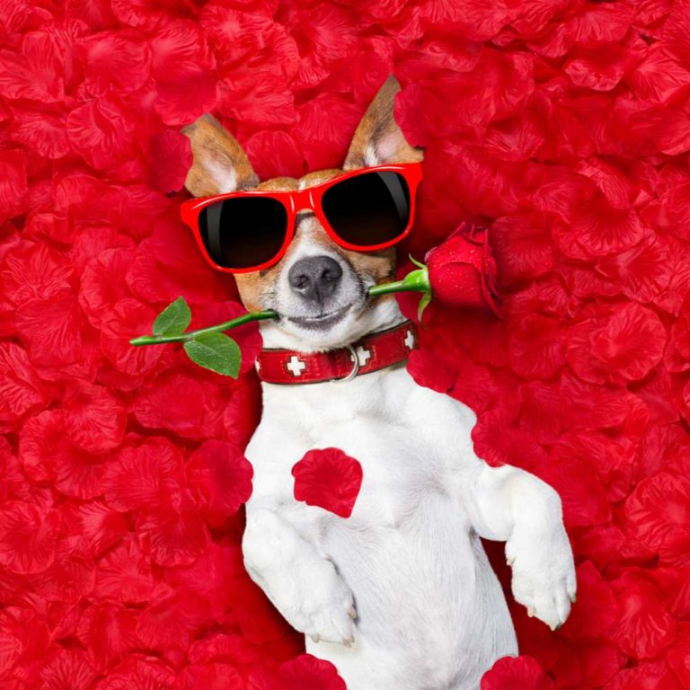 A jack russel terrier wearing a red collar and sunglasses laying on a bed of rose petals with a red rose in his mouth.