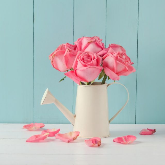 Facts About Roses Learn Rose Colors, Rose History & More Rose Facts..