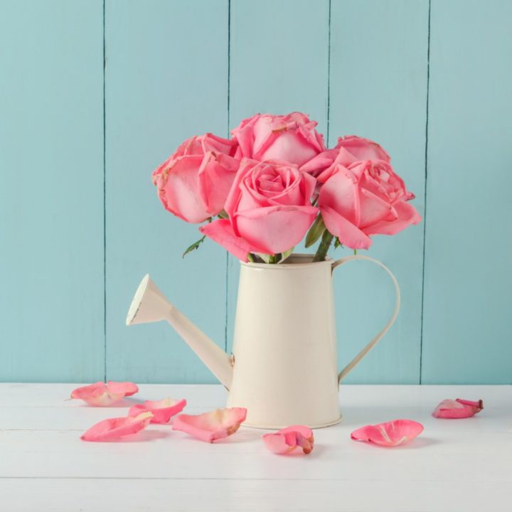 Facts About Roses Learn Rose Colors, Rose History & More Rose Facts..