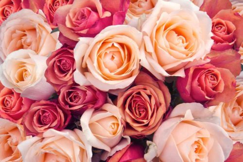 Real Roses Colours Facts About Roses - Learn Rose Colors, Rose History & More Rose Facts..