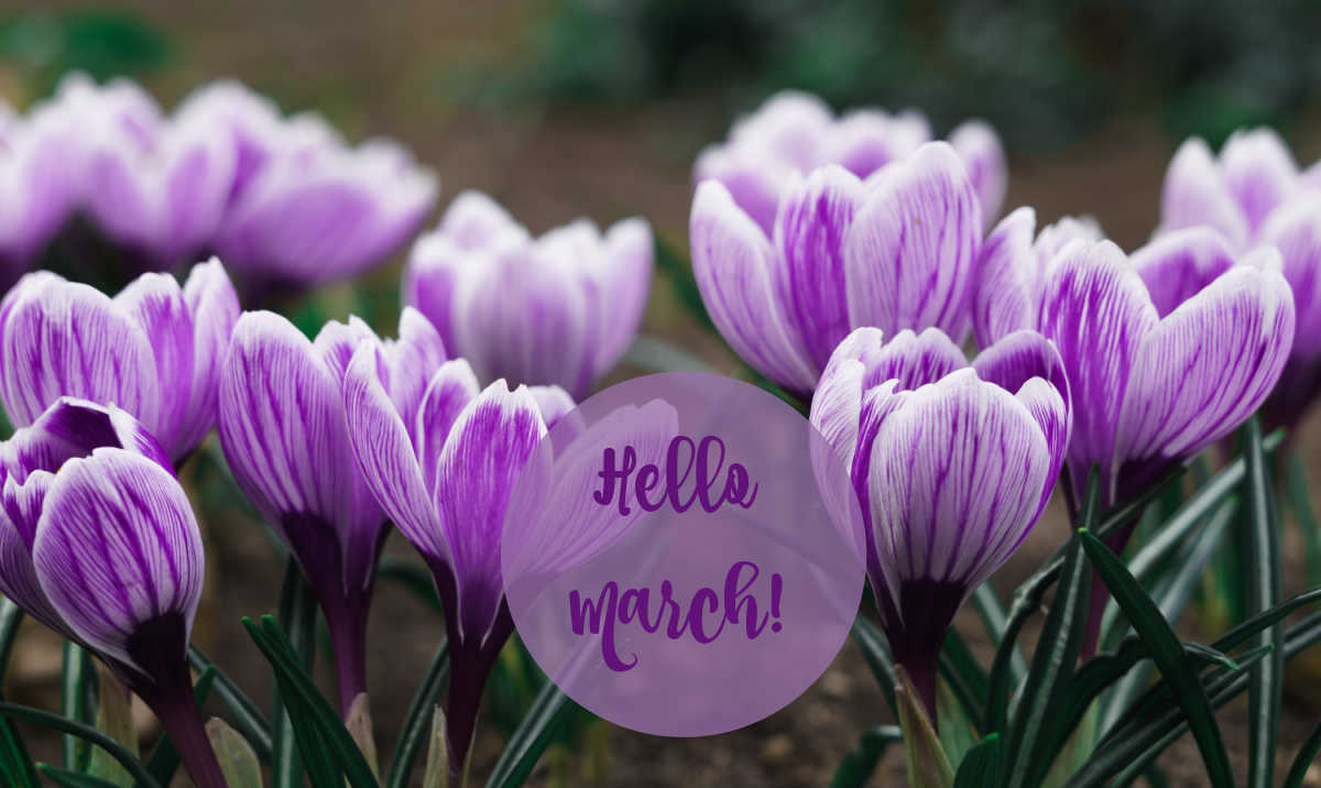 Purple crocuses with words Hello March.