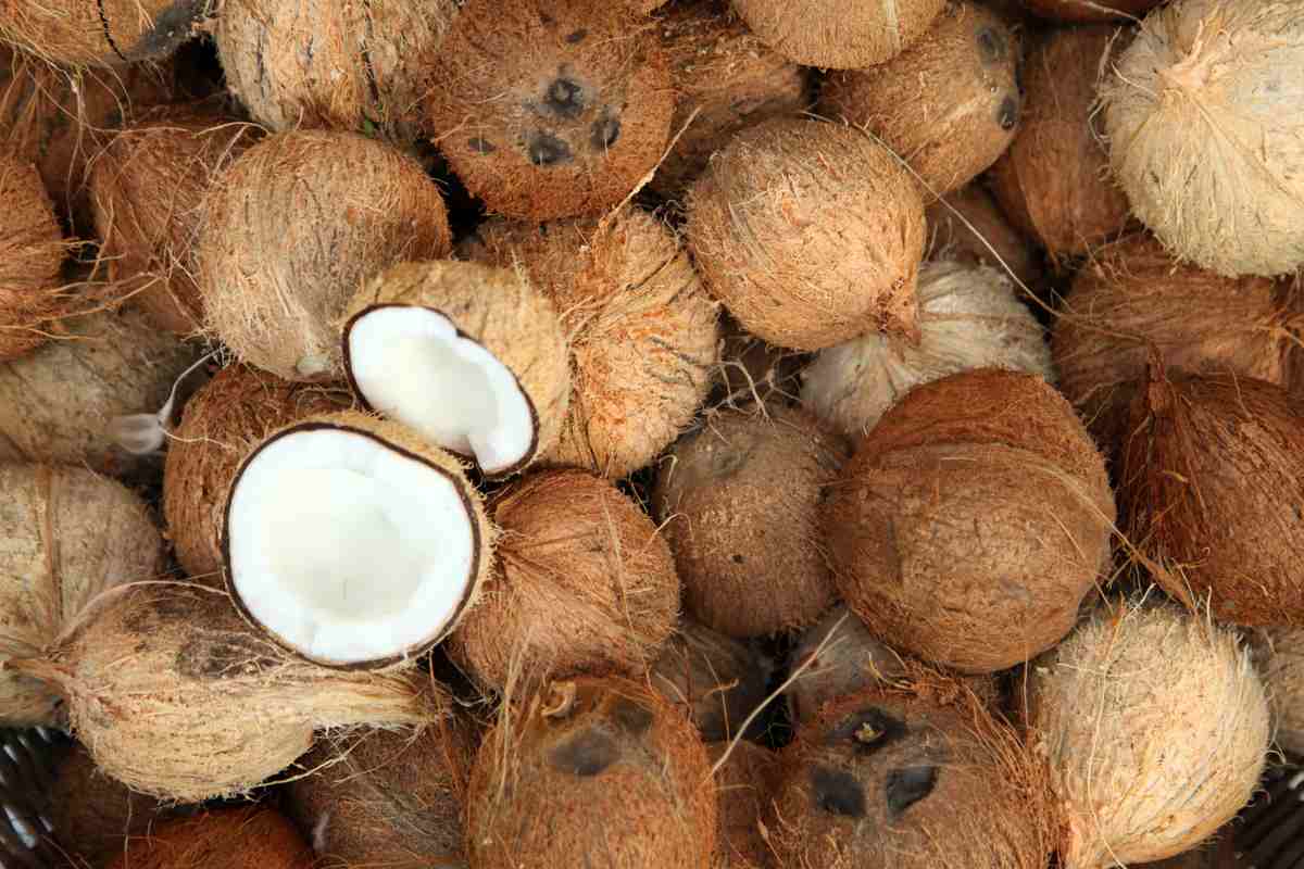 A pile of coconuts with coconut coir on them, and a coconut on top is split in half revealing white coconut meat.