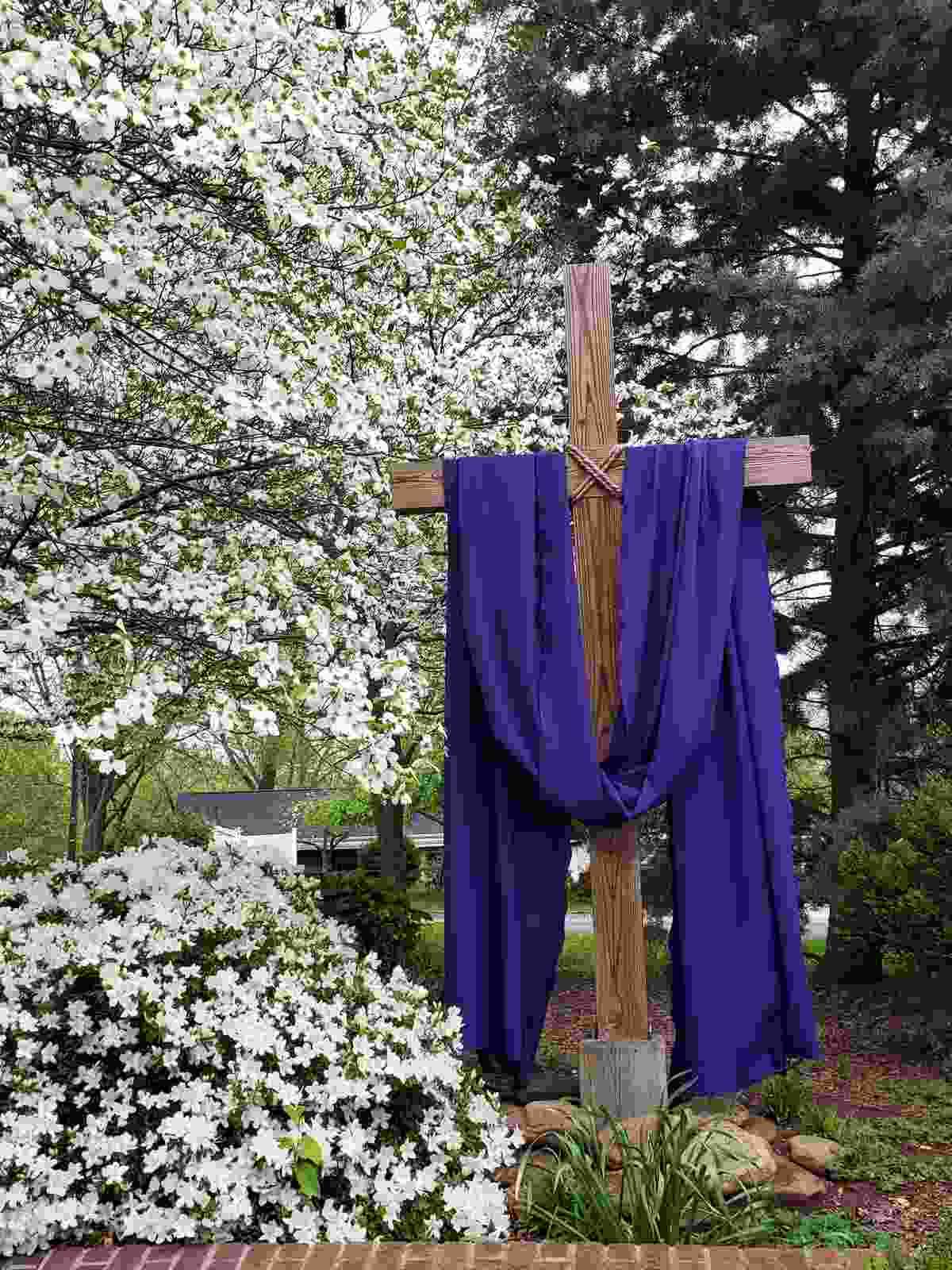 A dogwood cross with a purple lenten sash standing next to a field of dogwood trees.