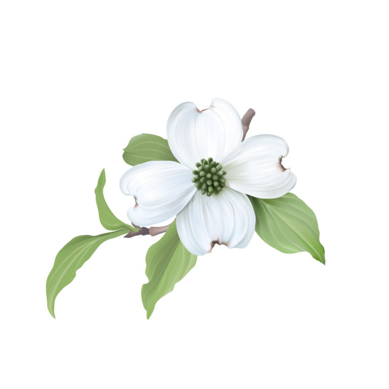 A single drawn dogwood flower and leaves against a white background.