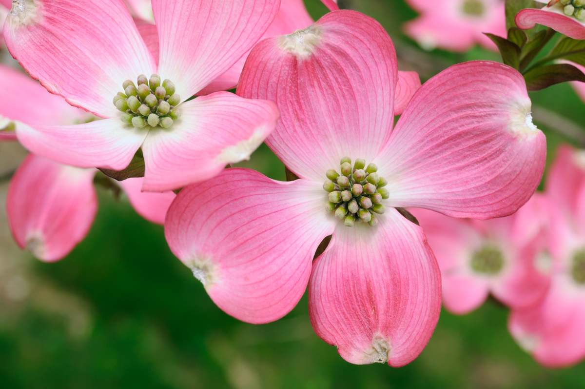 Pink dogwood flowers from a variety of dogwood tree that ranges from white flowers to deep pink flowers.