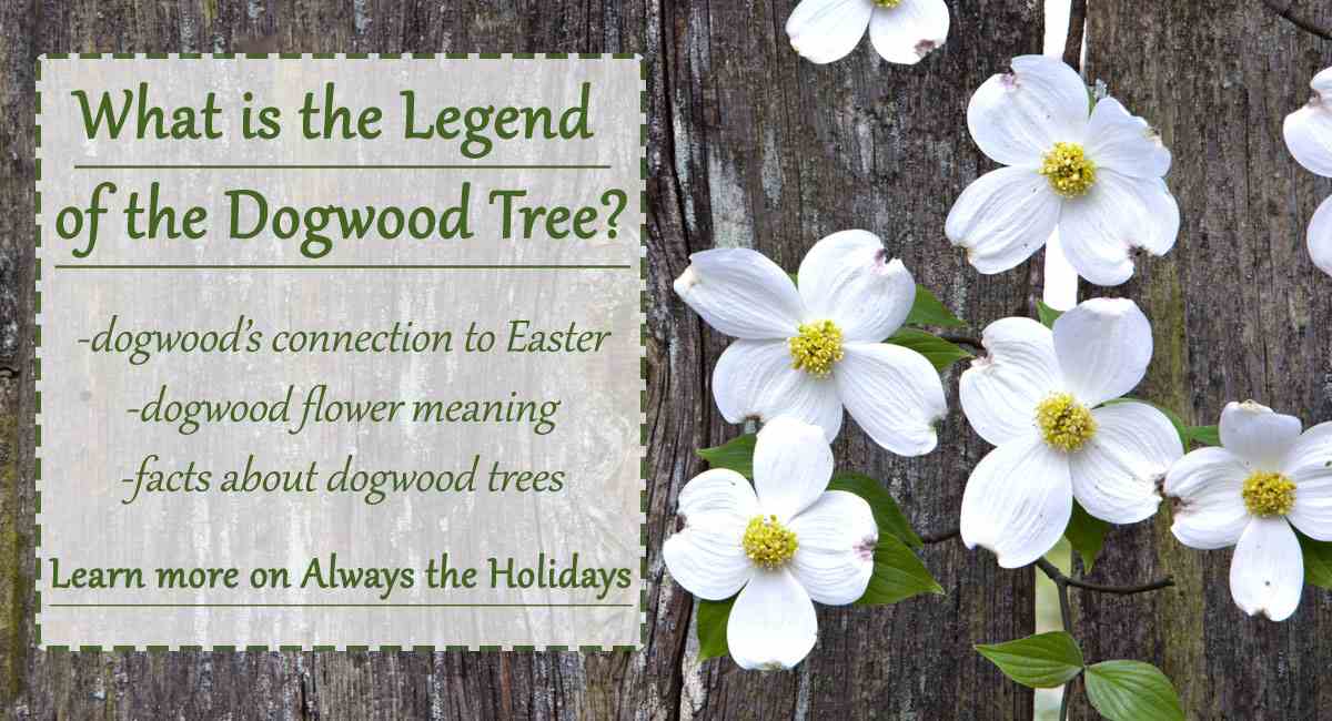 White dogwood flowers on a wooden fence with a text overlay advertising the legend of the dogwood tree and facts about dogwood trees and the dogwood flower meaning.