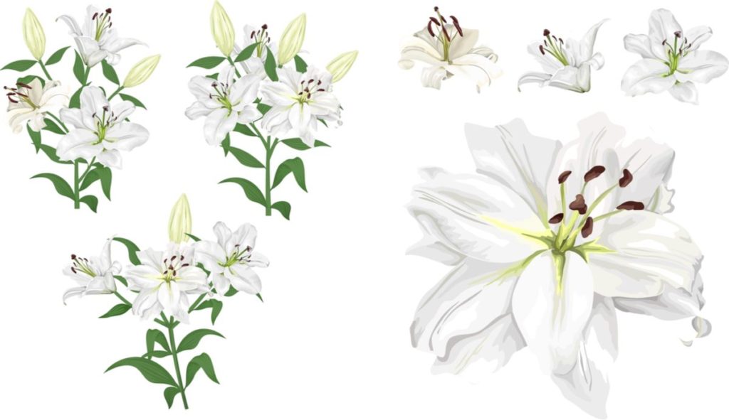 Easter Lily Meaning and Symbolism Lilies in the Bible, Easter Lily Colors