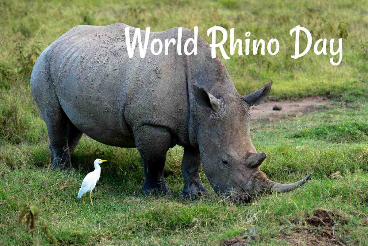 Rhinoceros and white bird in a field with words World Rhino Day.