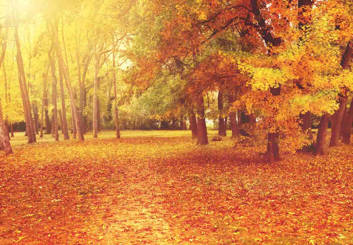 A photo of a forest during fall, a path leads between the trees, and is covered in orange fall leaves, flanked by yellow, orange and brown trees with sunlight coming in from the left side.