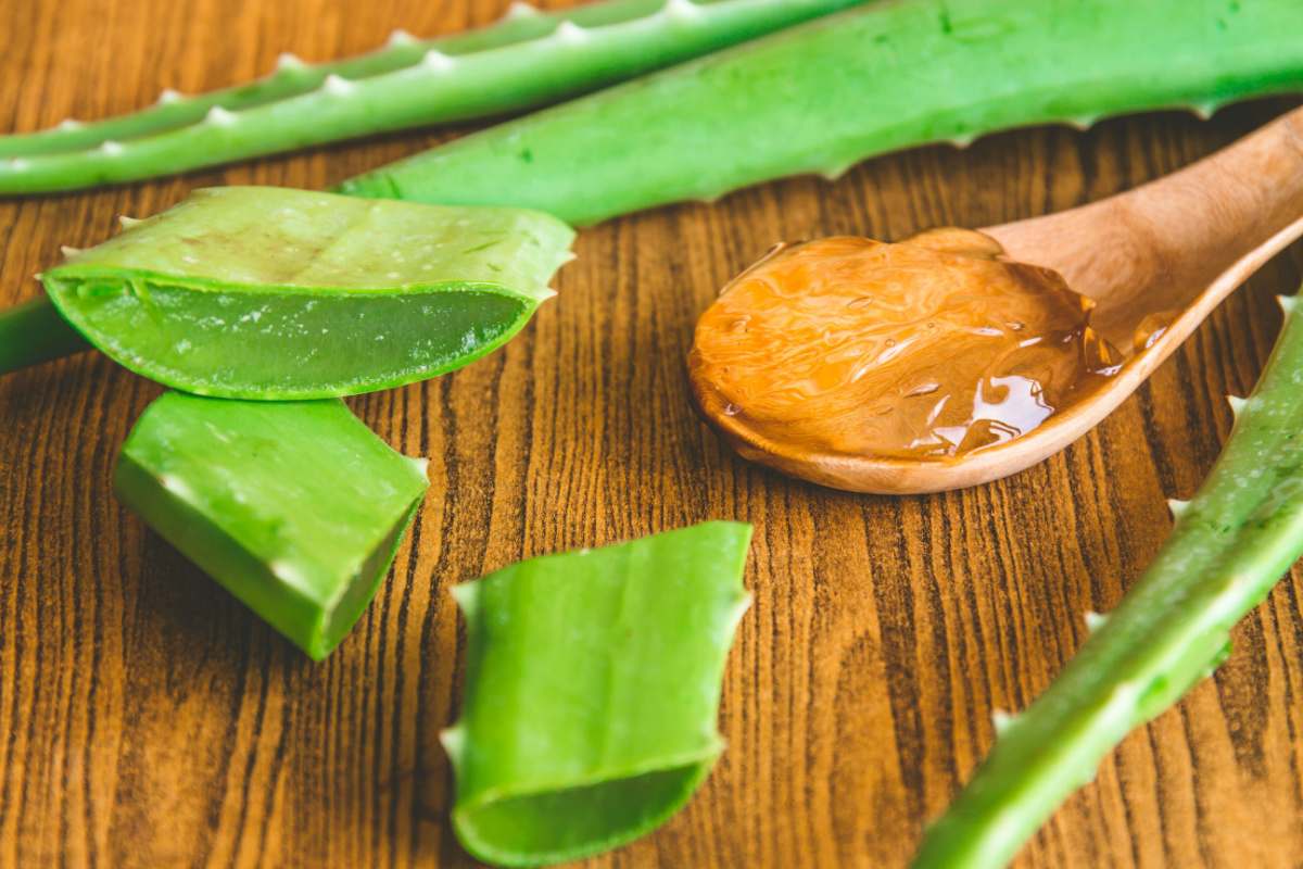 A spoonful of aloe vera gel on a wooden spoon next to cut aloe vera stalks, to illustrate the medicinal benefits of houseplants like aloe vera.
