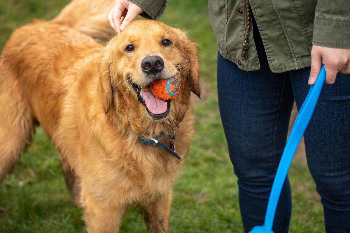A happy golden retriever holding an orange tennis ball next to a human petting him holding a ball launcher, showing that the golden retriever temperament is happy, energetic and loving.