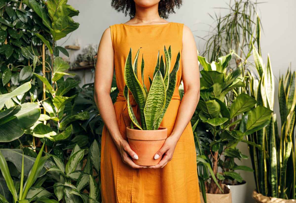 A woman with short curly hair in a yellow dress holding a Sansevieria (commonly known as a snake plant) standing in front of a bunch of other houseplant types; her face is not visible.