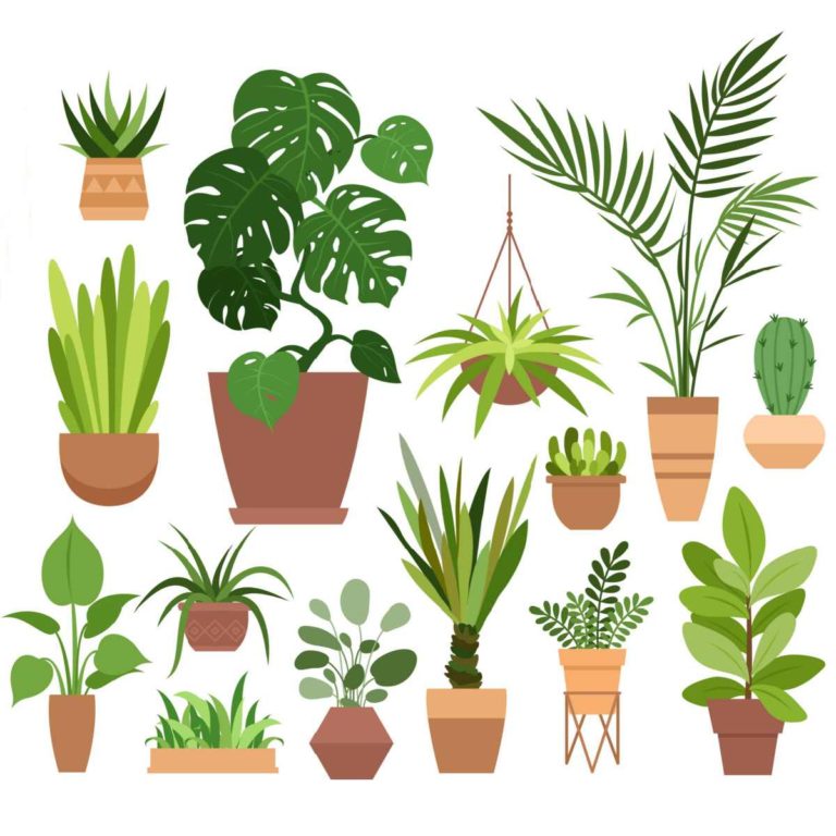 A square image with a white background and cartoon images of various types of houseplants for Houseplant Appreciation Day.