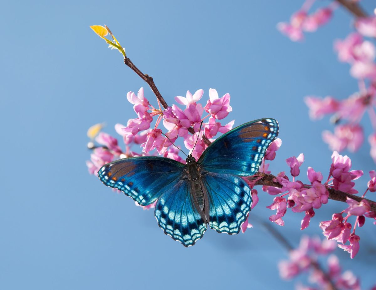 A blue butterfly on a branch with tiny pink blossoms against the blue sky.