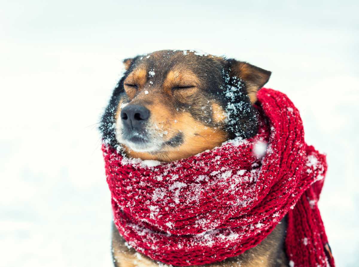 A dog outside wearing a red scarf while it's snowing, and snow falling on him while he has his eyes closed.