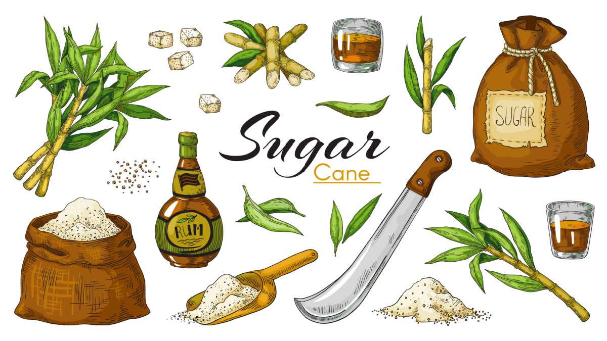 A white background with the word "sugar cane" in the center surrounded by various types of sugarcane used to make rum, including fresh sugarcane, refined sugarcane, as well as a bottle of rum, a machete, a shot of rum, and a sack of sugarcane.
