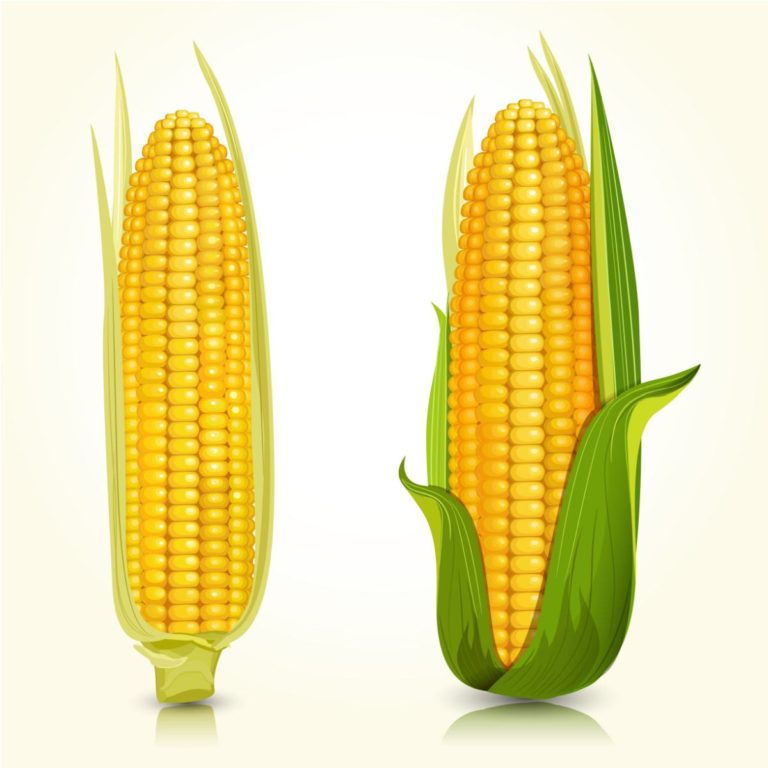 An illustration of two ears of corn, one mostly peeled, and one half peeled to illustrate the debate of the maize vs corn difference.