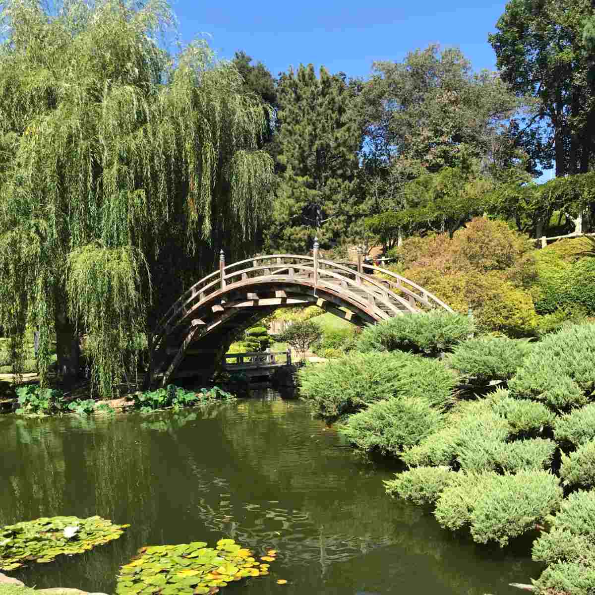 A bridge over the water in the Huntington Botanical Gardens, with plenty of trees, bushes and water lilies visible.